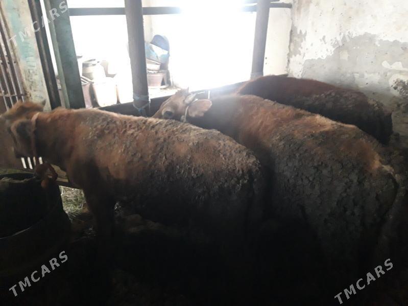 okuz - Gyzylarbat - img 1