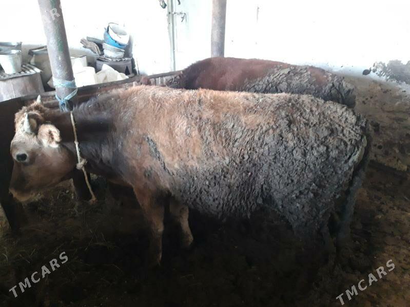 okuz - Gyzylarbat - img 3