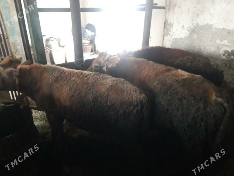 okuz - Gyzylarbat - img 2