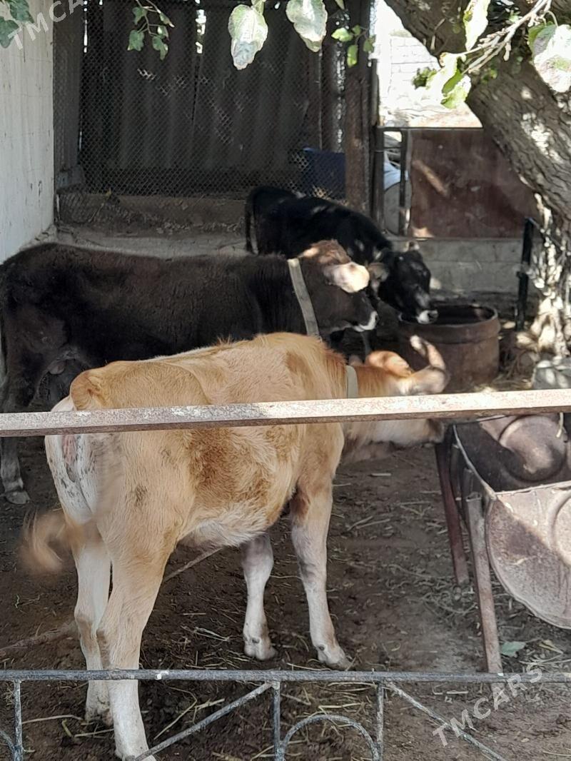 okuz - Багир - img 4