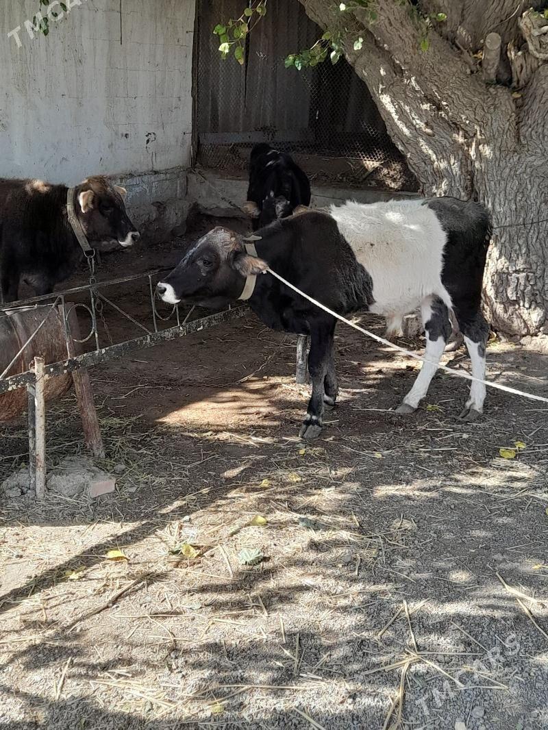 okuz - Багир - img 5