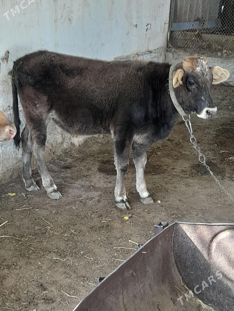 okuz - Багир - img 2