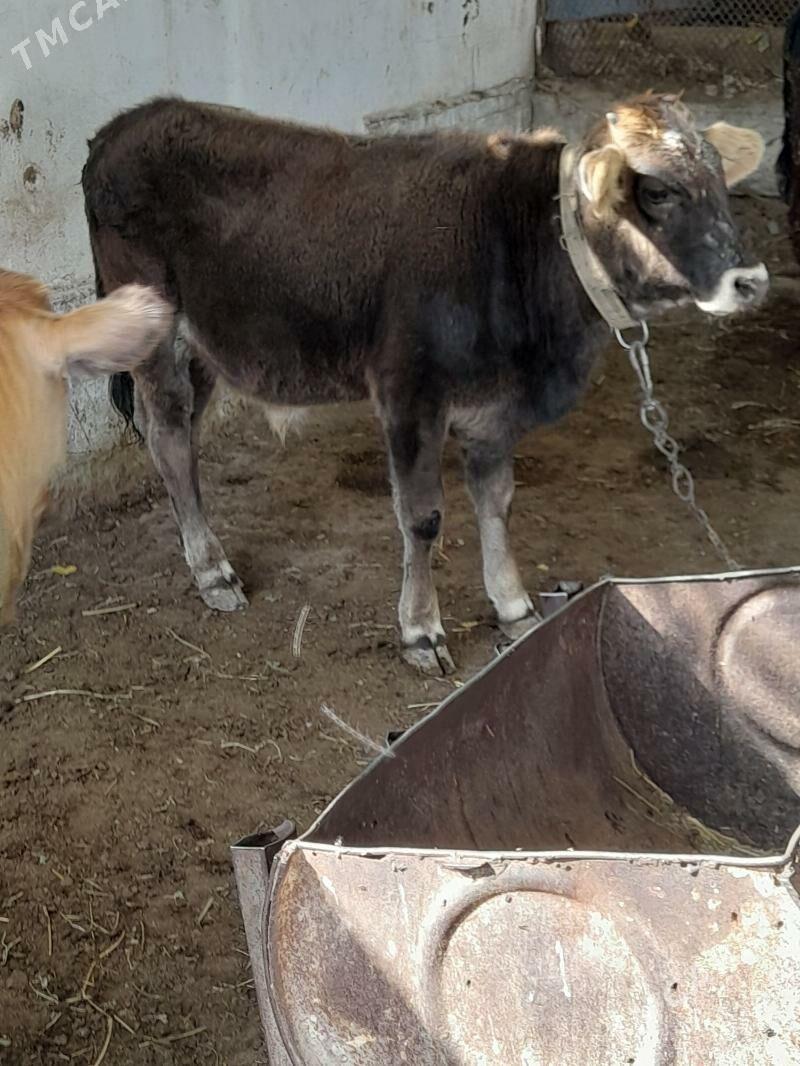 okuz - Багир - img 3