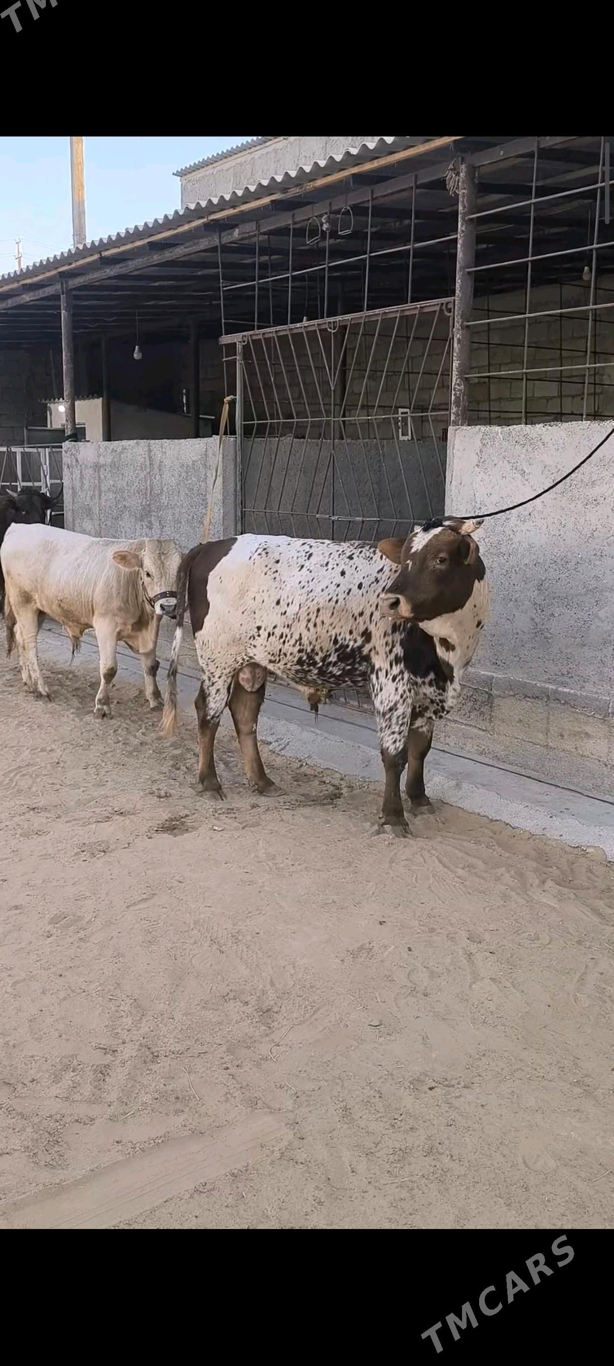 OKZ BAKYLAN 3 SANAK - Анев - img 1