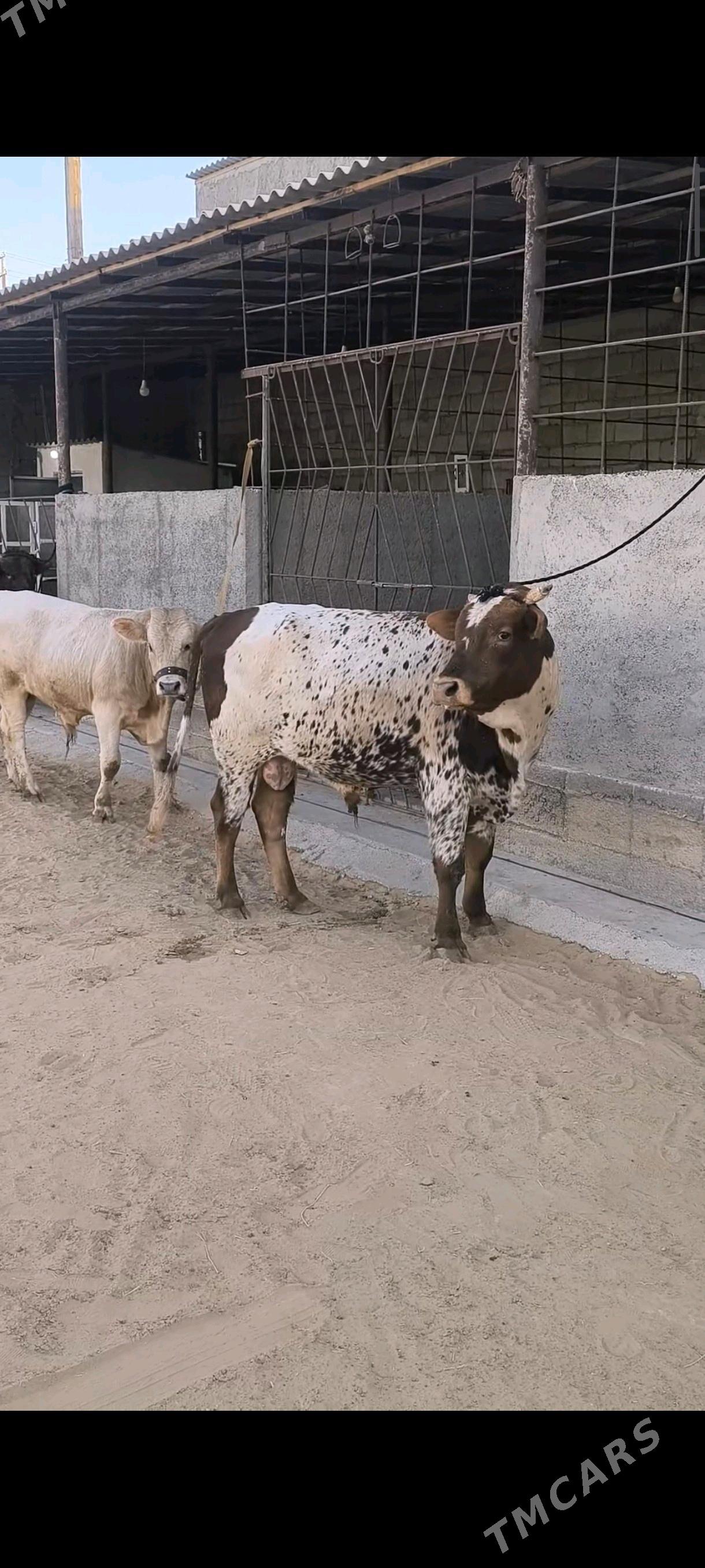 OKZ BAKYLAN 3 SANAK - Анев - img 2