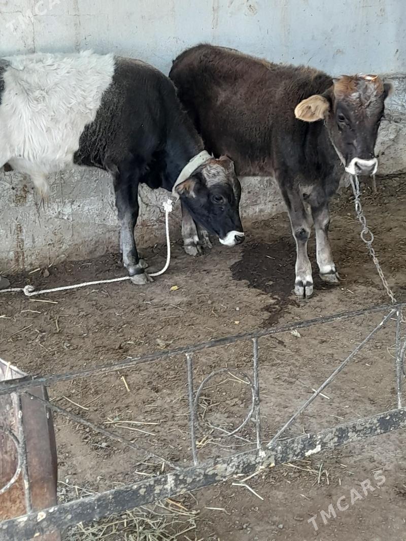 okuz - Багир - img 7