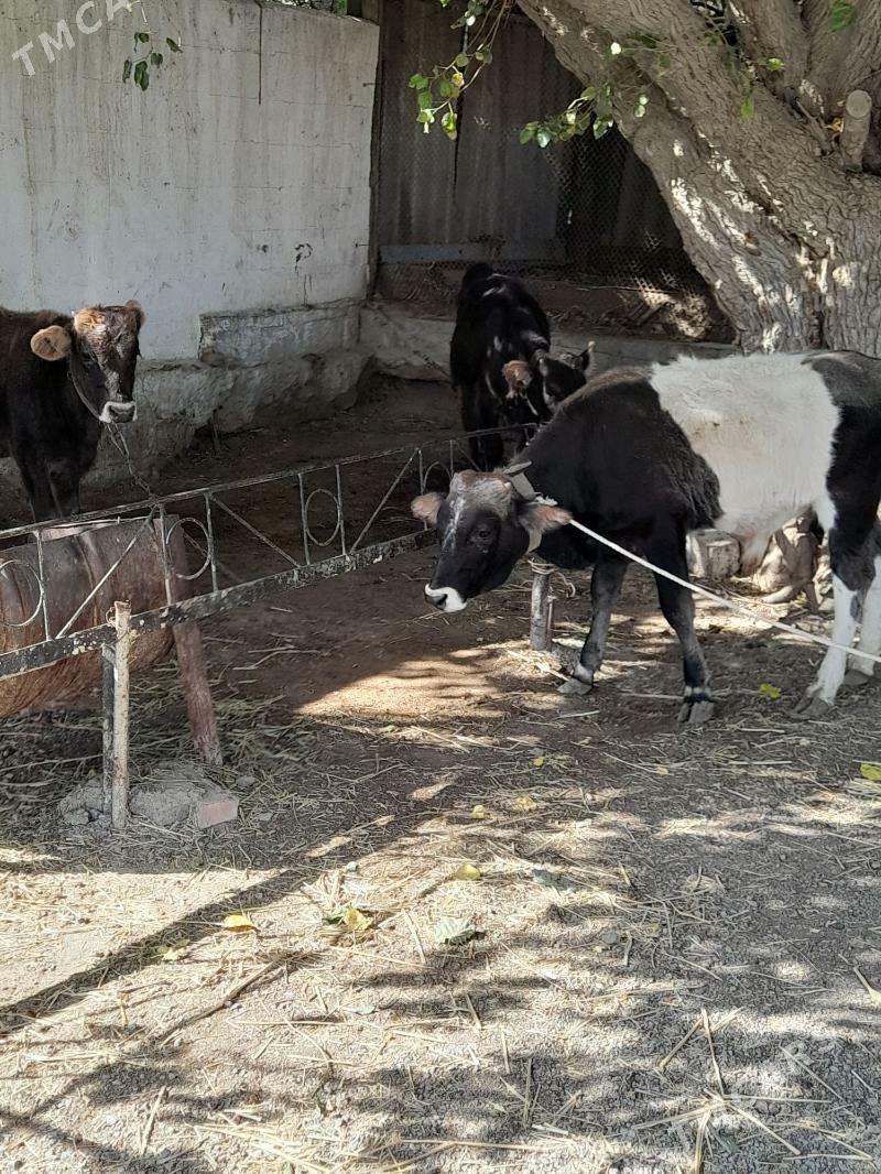 okuz - Багир - img 8