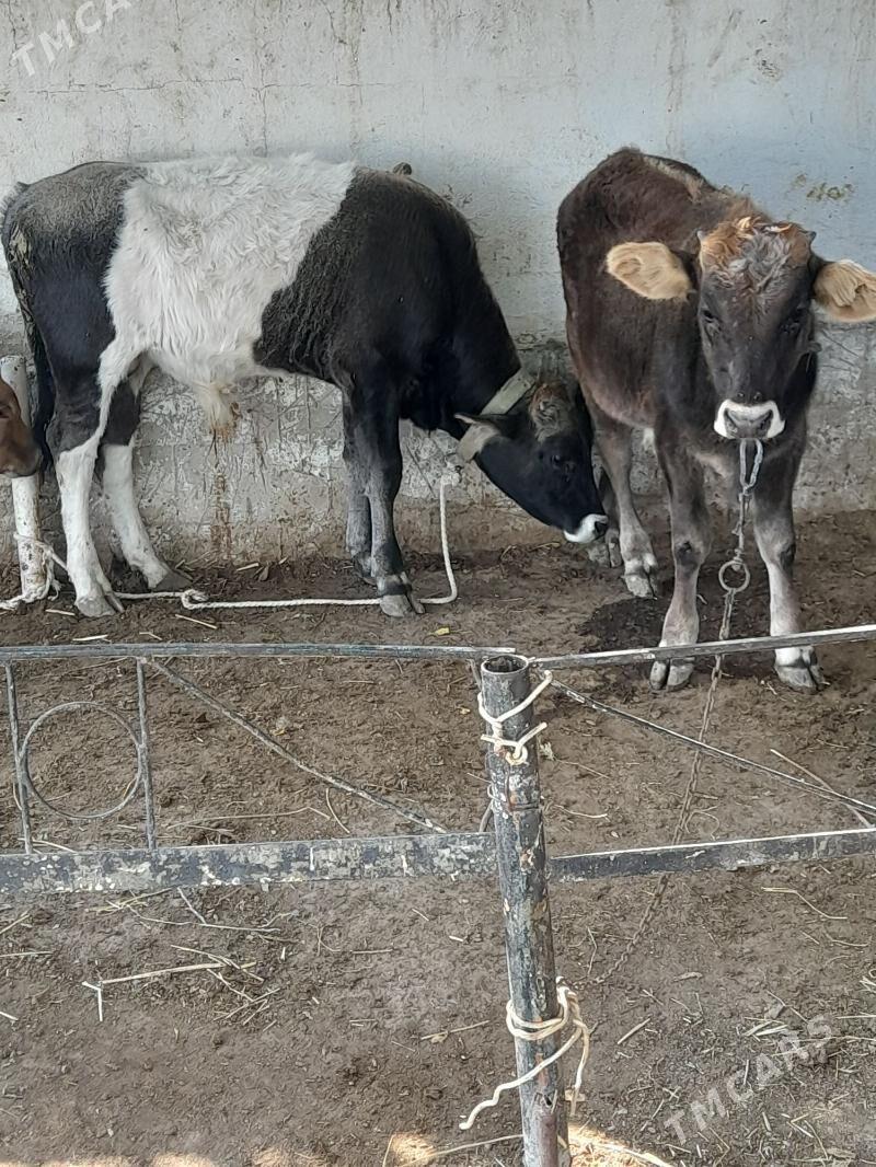 okuz - Багир - img 10