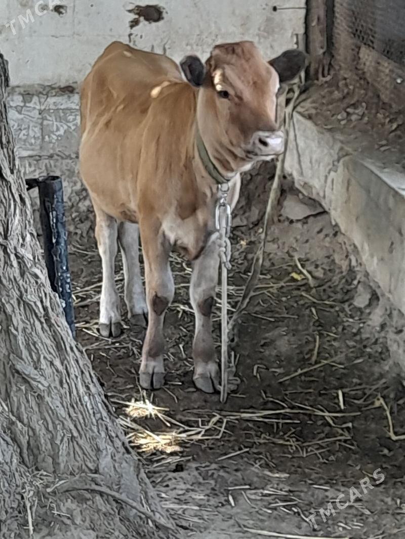 okuz - Багир - img 9