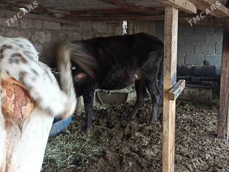 sygyr bogaz gysyr - Aşgabat - img 4