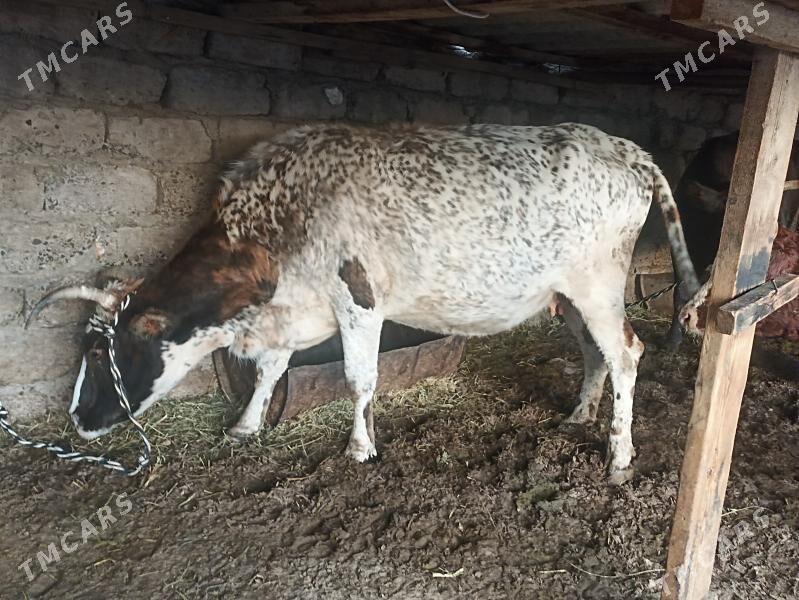 sygyr bogaz gysyr - Aşgabat - img 6