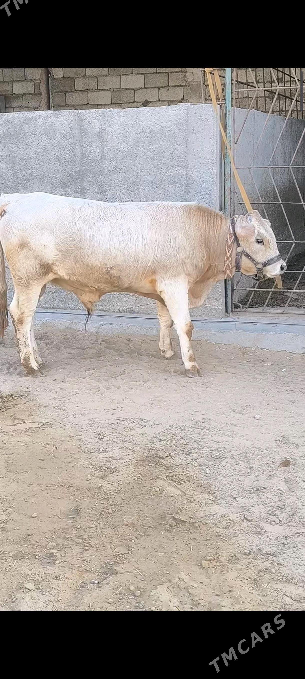 OKZ BAKYLAN 3 SANAK - Анев - img 4