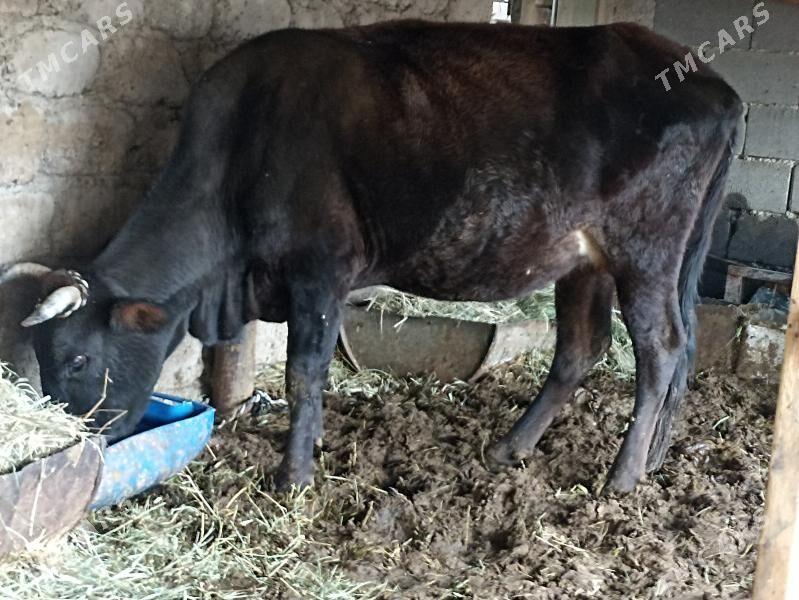 sygyr bogaz gysyr - Aşgabat - img 2