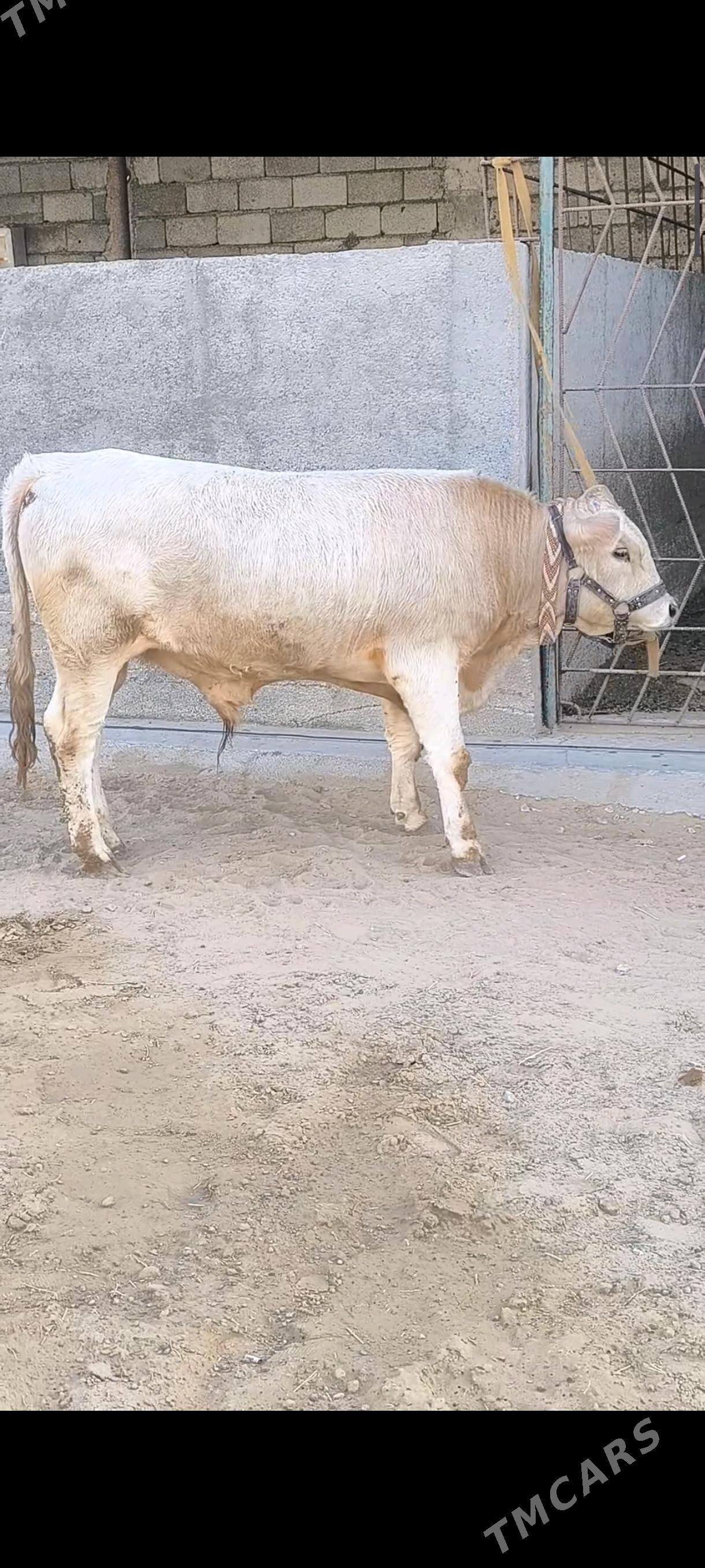 OKZ BAKYLAN 3 SANAK - Анев - img 5