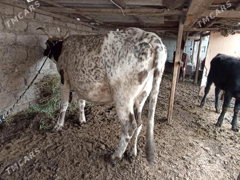 sygyr bogaz gysyr - Aşgabat - img 5