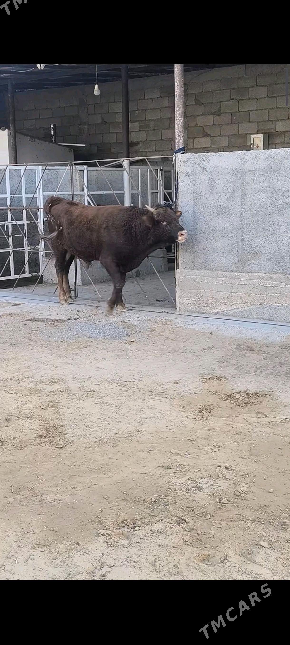 OKZ BAKYLAN 3 SANAK - Анев - img 7