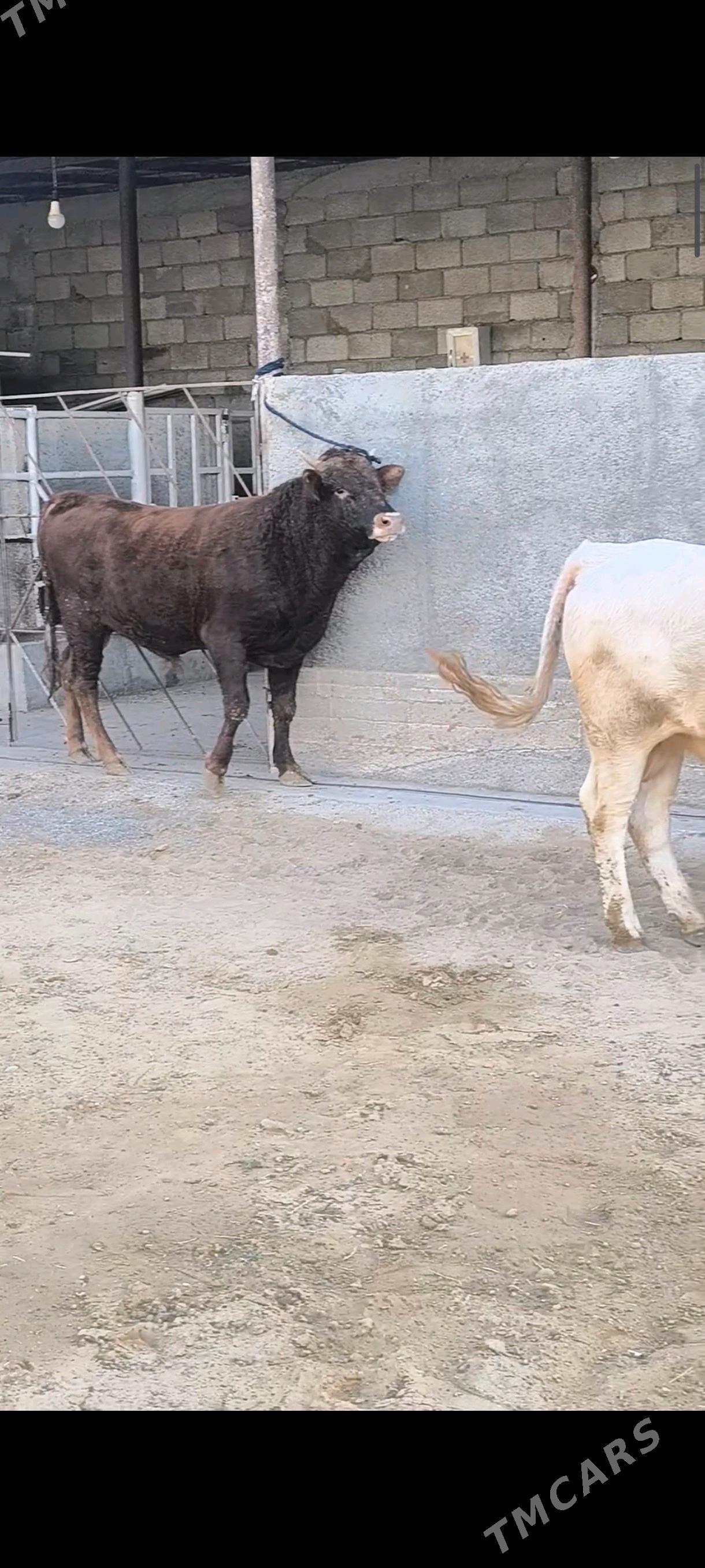 OKZ BAKYLAN 3 SANAK - Анев - img 8