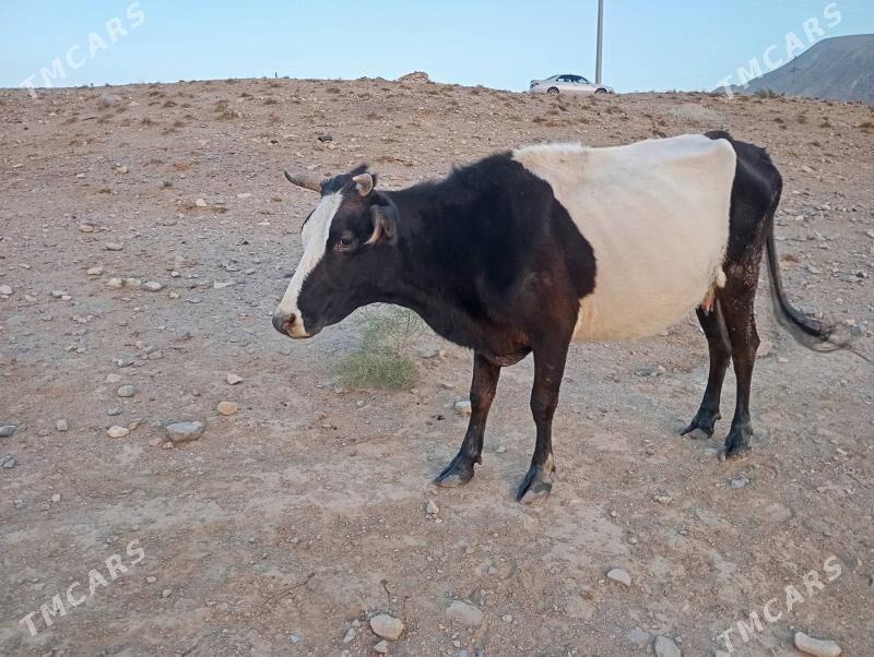 goleli sygyr - Gyzylarbat - img 3