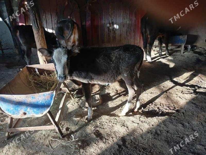 goleli sygyr - Gyzylarbat - img 4