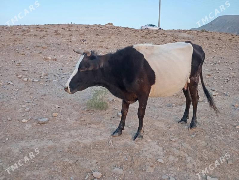 goleli sygyr - Gyzylarbat - img 2