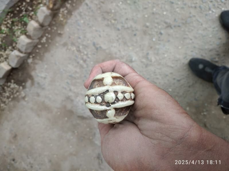 skoryst nasatka 600 TMT - Türkmenabat - img 2