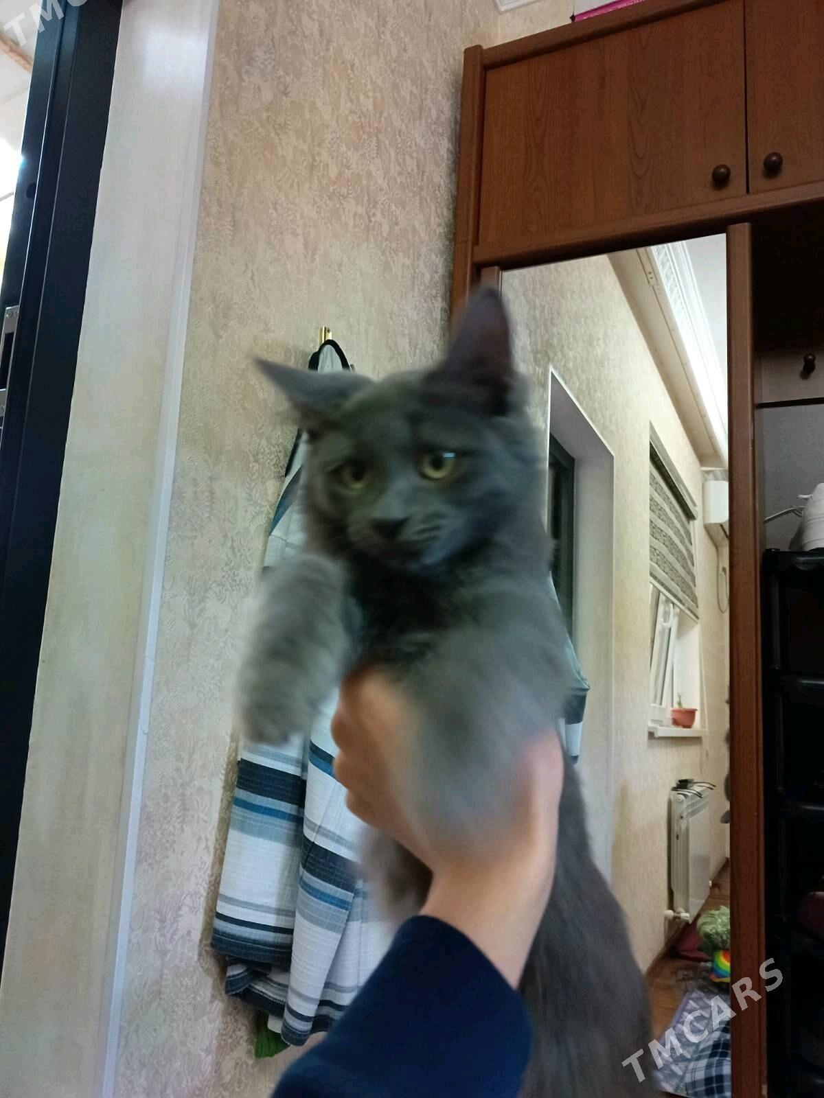 шотландский - Ашхабад - img 2