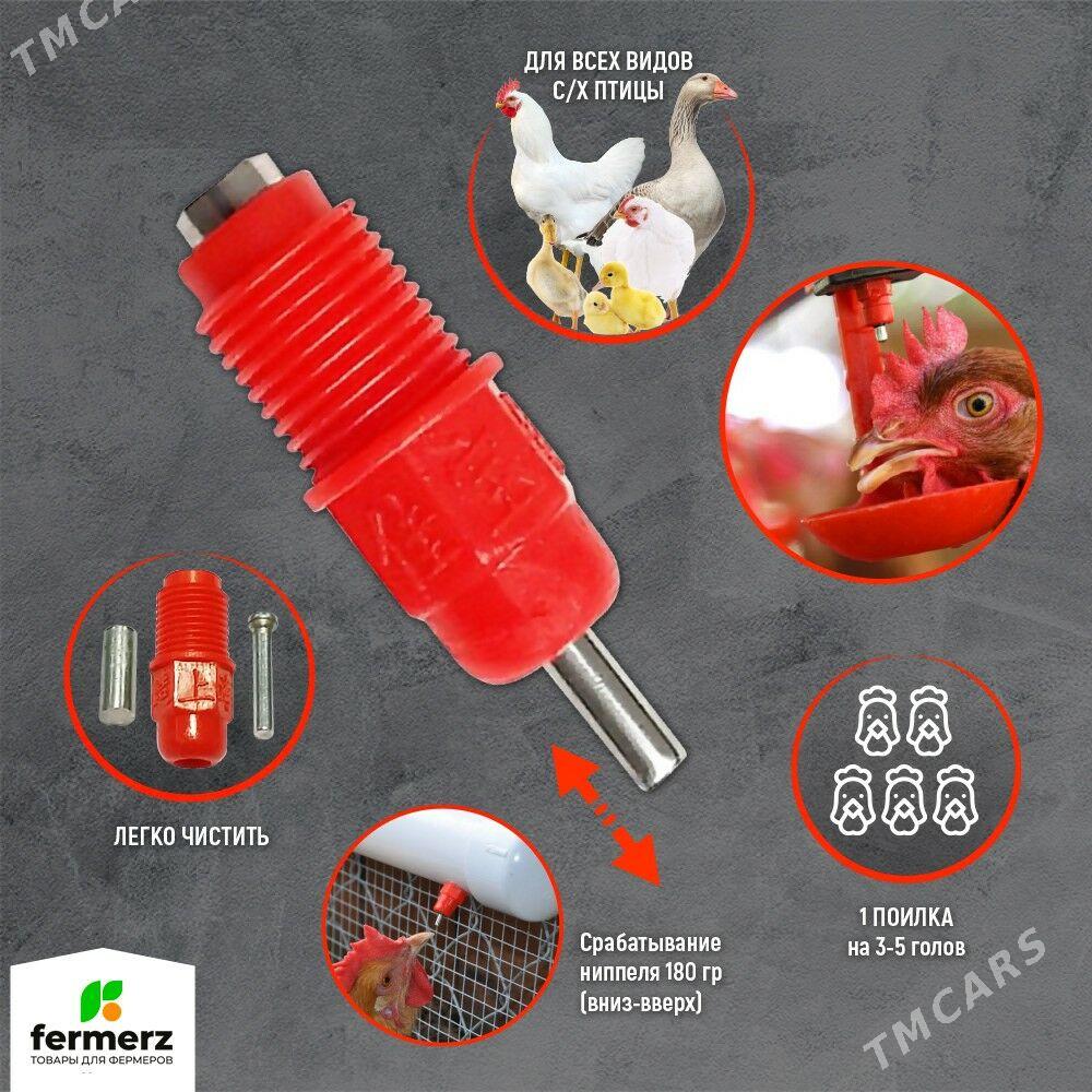 İnkubator Инкубатор - Türkmenabat - img 8