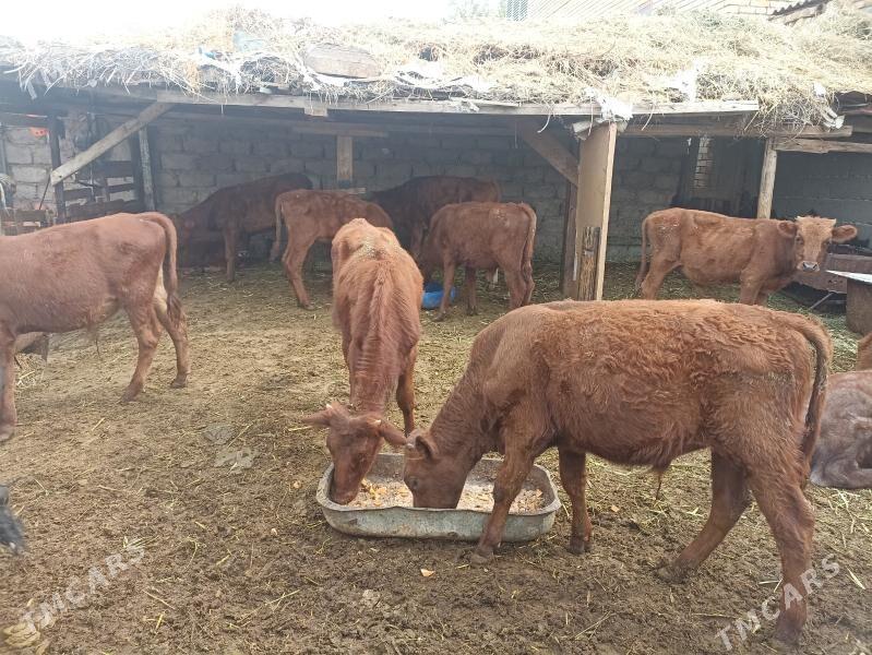 öküzçe tüwe öküz göle - Aşgabat - img 6