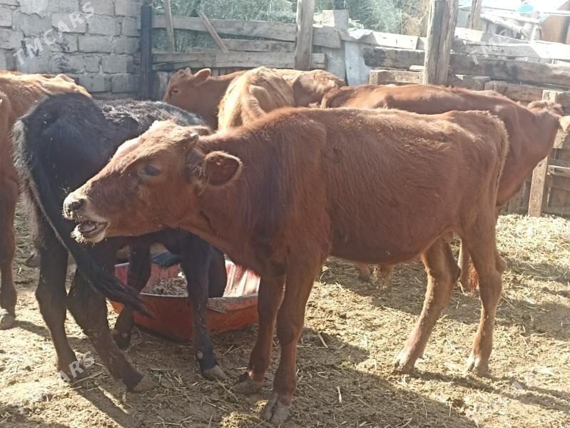 öküzçe tüwe öküz göle - Aşgabat - img 5