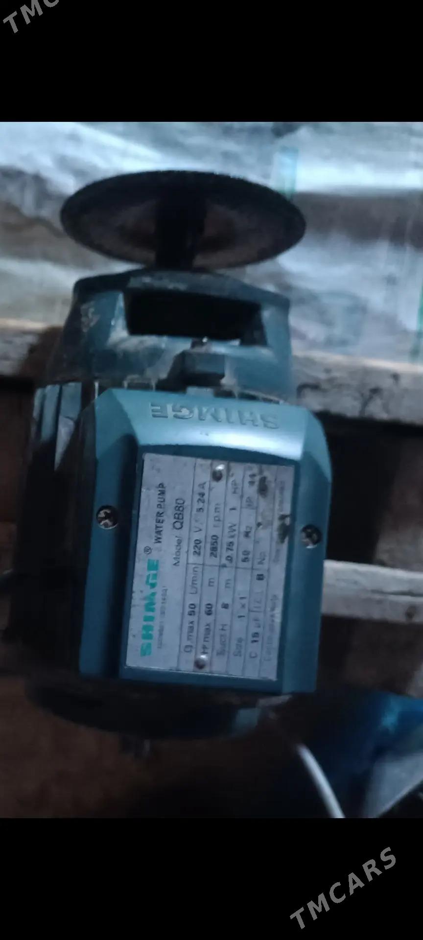 Tacila - Sakarçäge - img 2