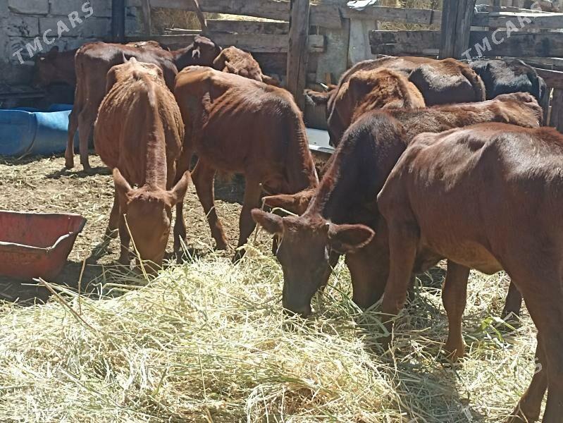 öküzçe tüwe öküz göle - Aşgabat - img 4