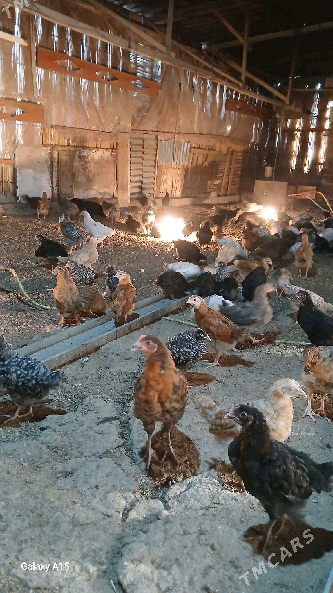 atakys juje - Mary - img 1