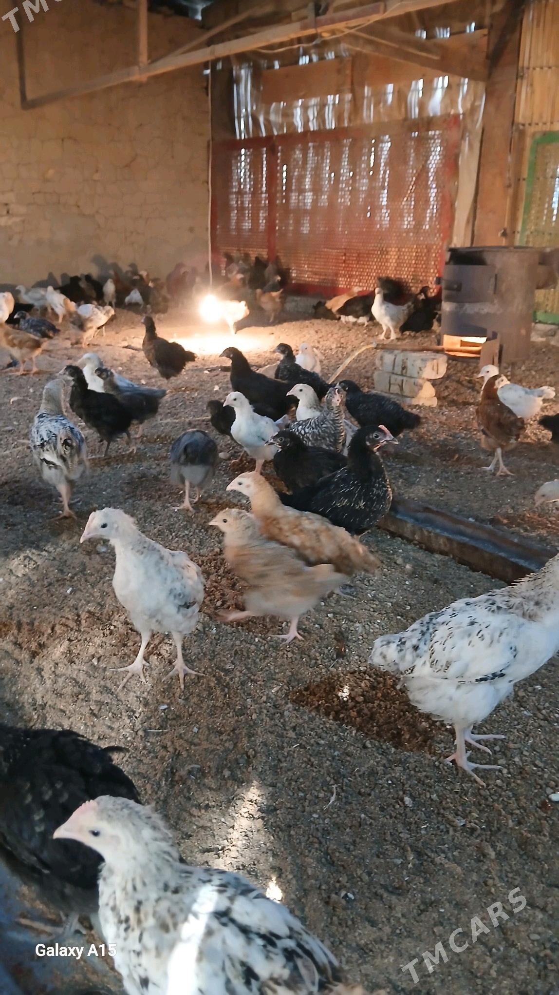 atakys juje - Mary - img 2