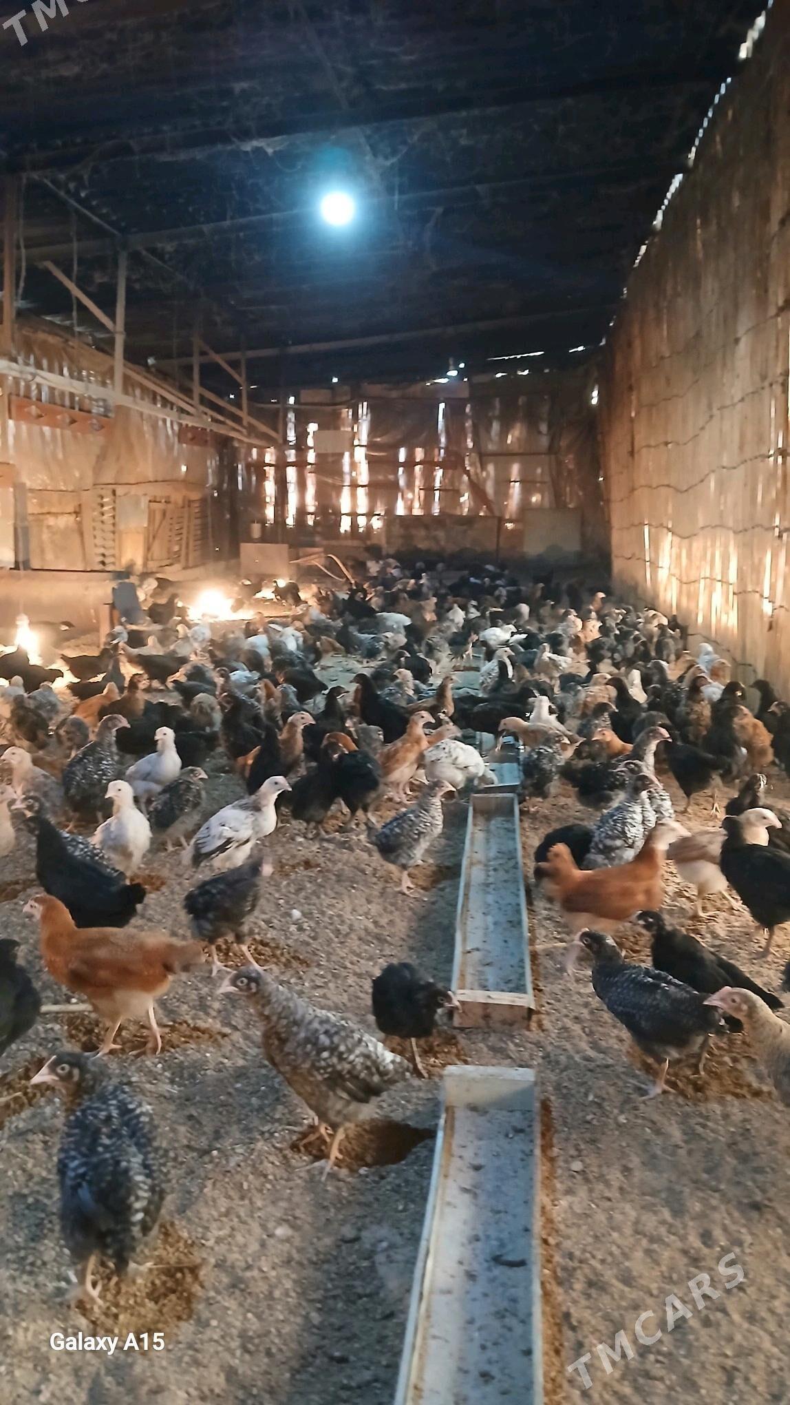 atakys juje - Mary - img 3