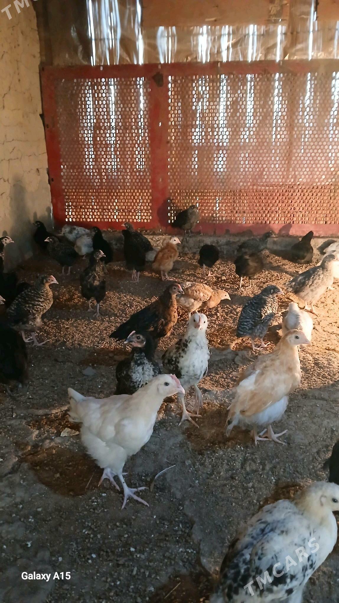 atakys juje - Mary - img 4