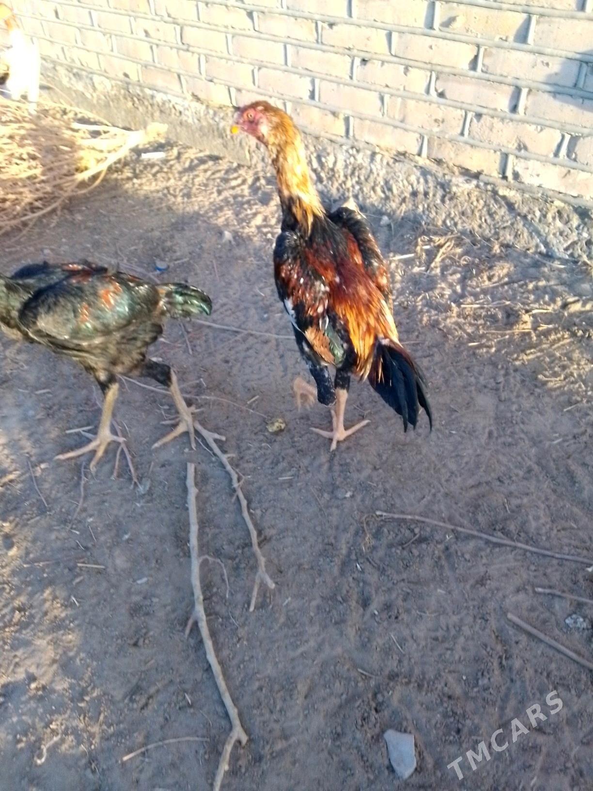 Taşkent júje - Mary - img 1