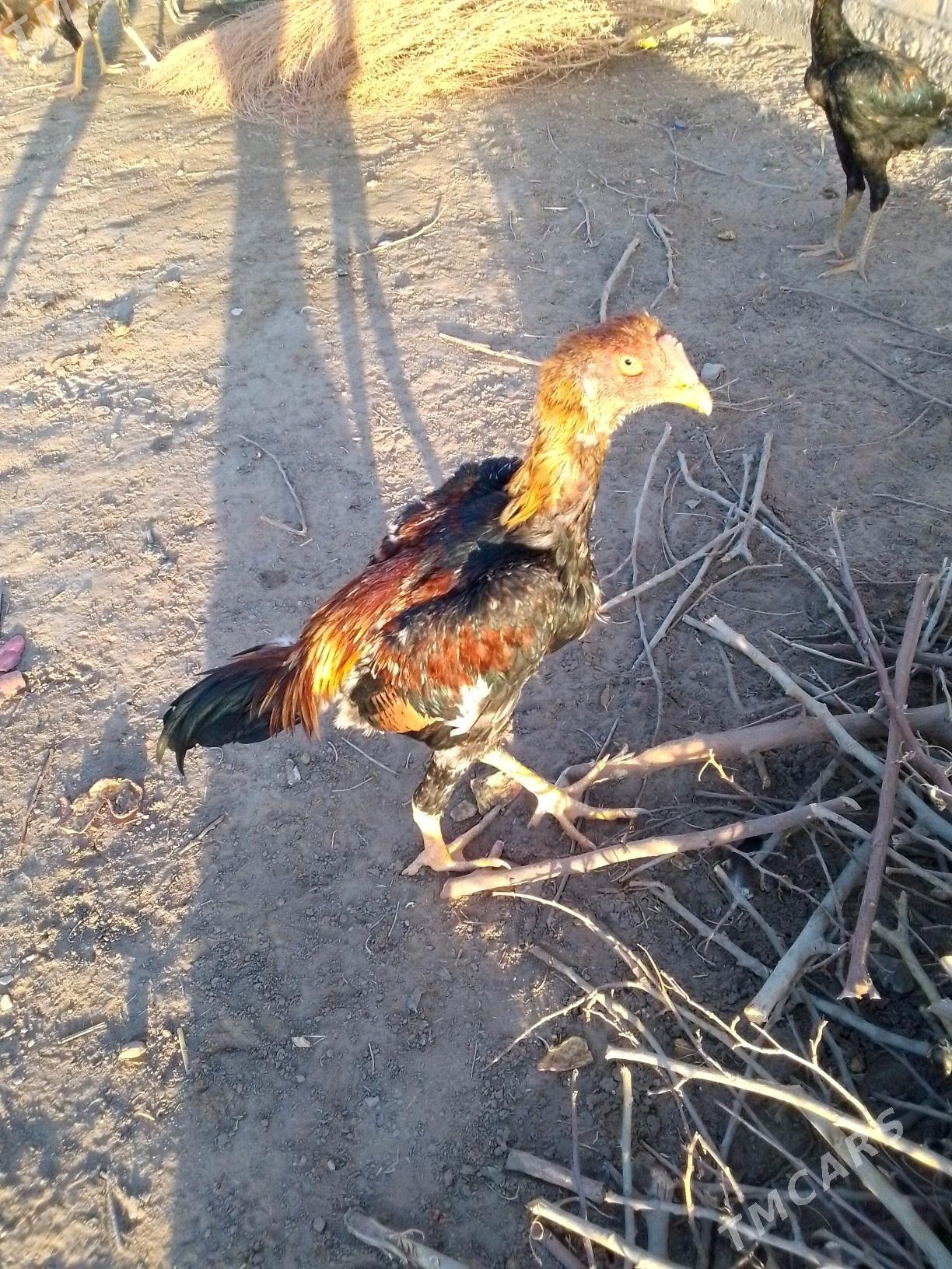 Taşkent júje - Mary - img 2