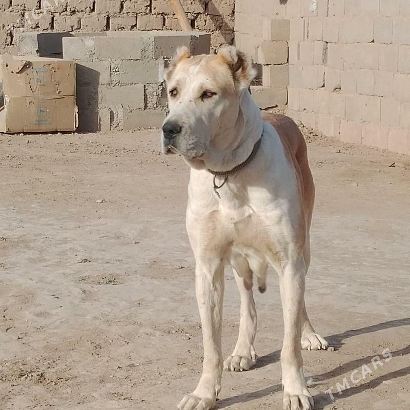 mahmal - Серахс - img 1