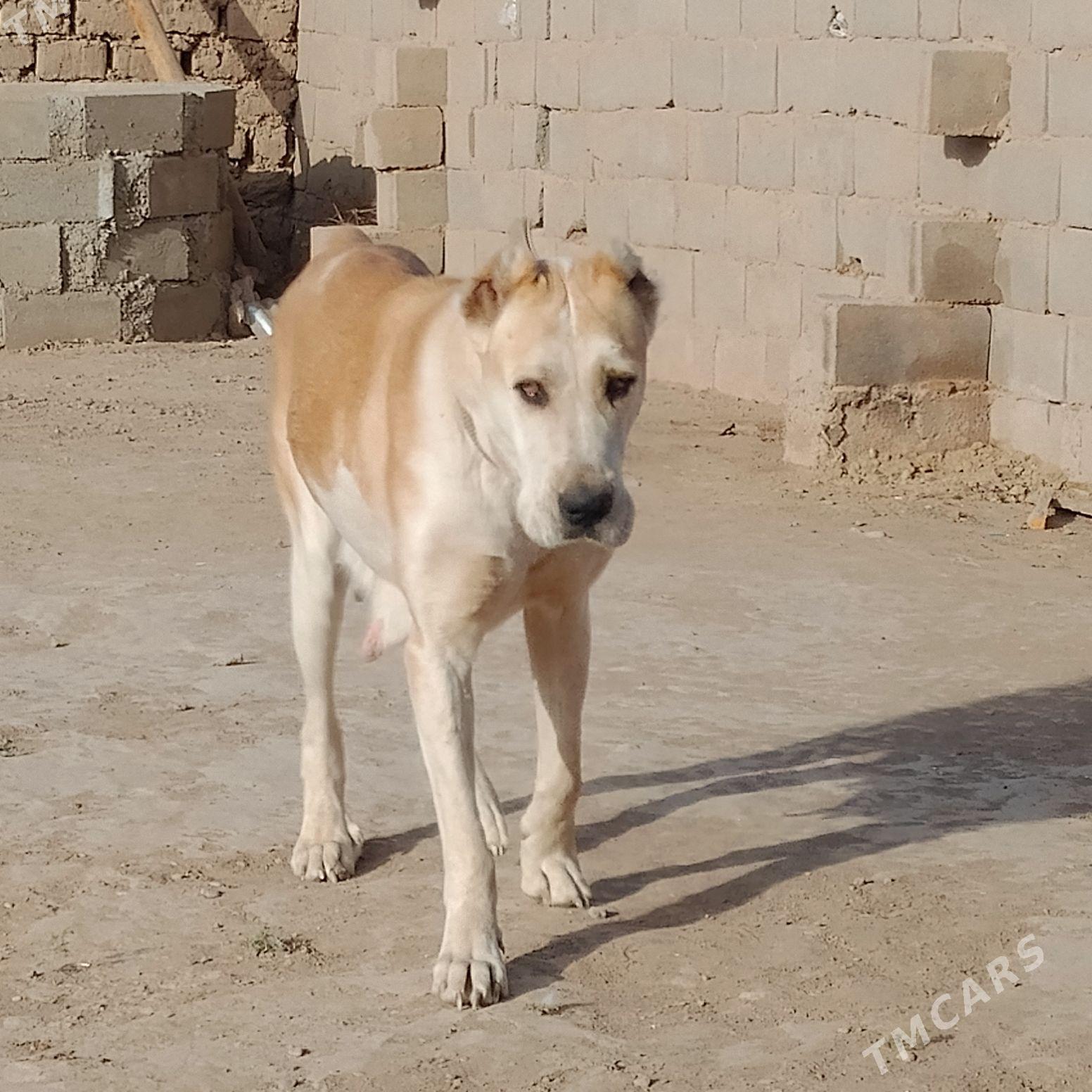 mahmal - Серахс - img 2