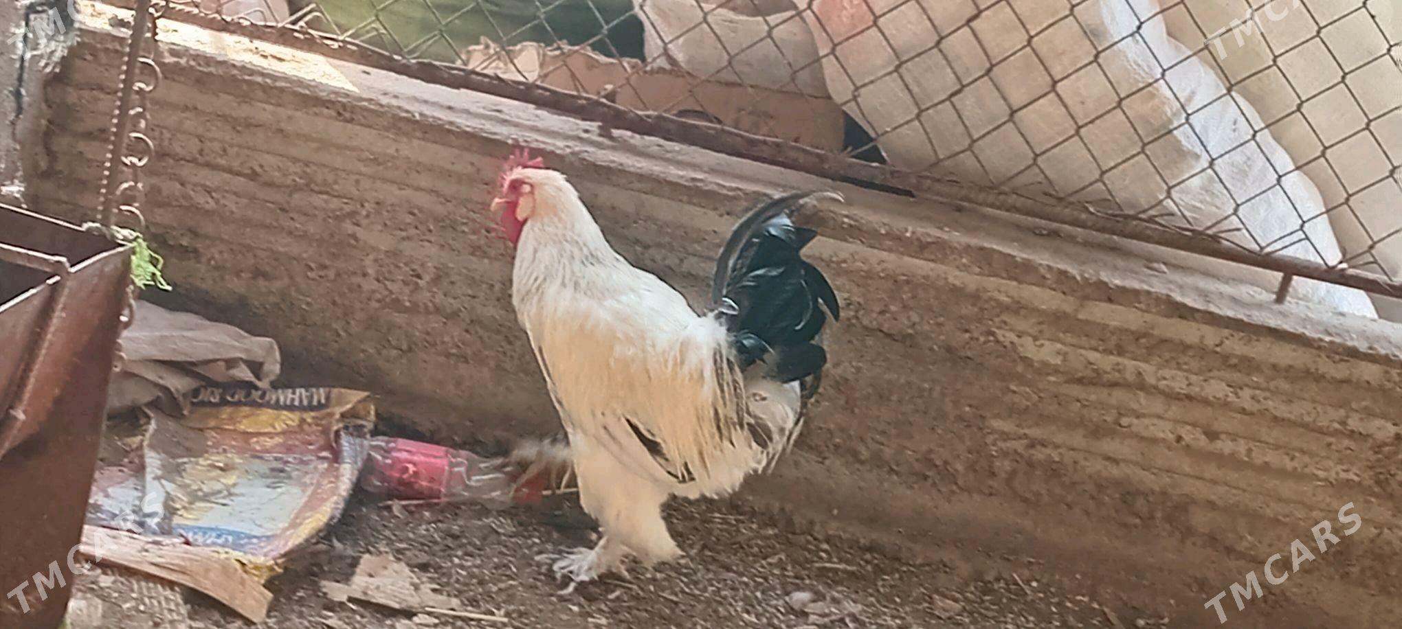 Horaz - Теджен - img 1