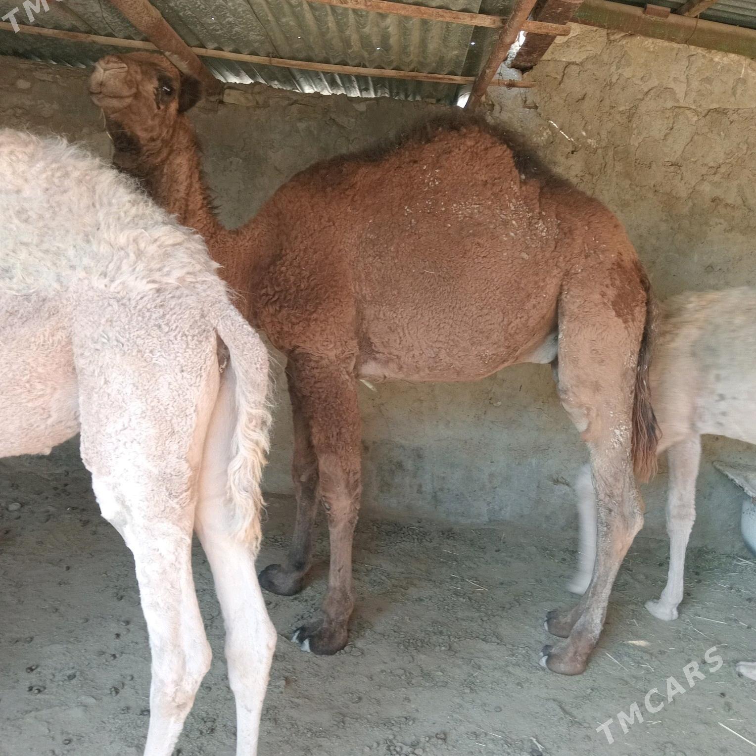 ogşyk - Gyzylarbat - img 2