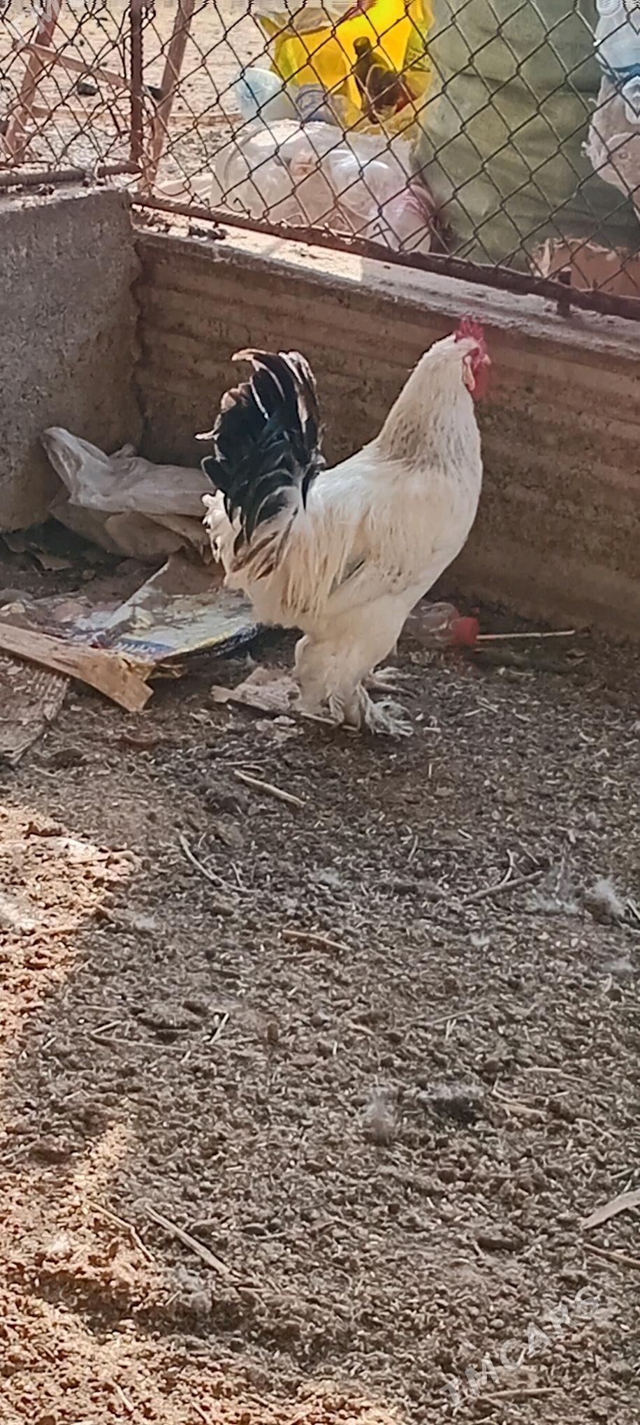 Horaz - Теджен - img 2