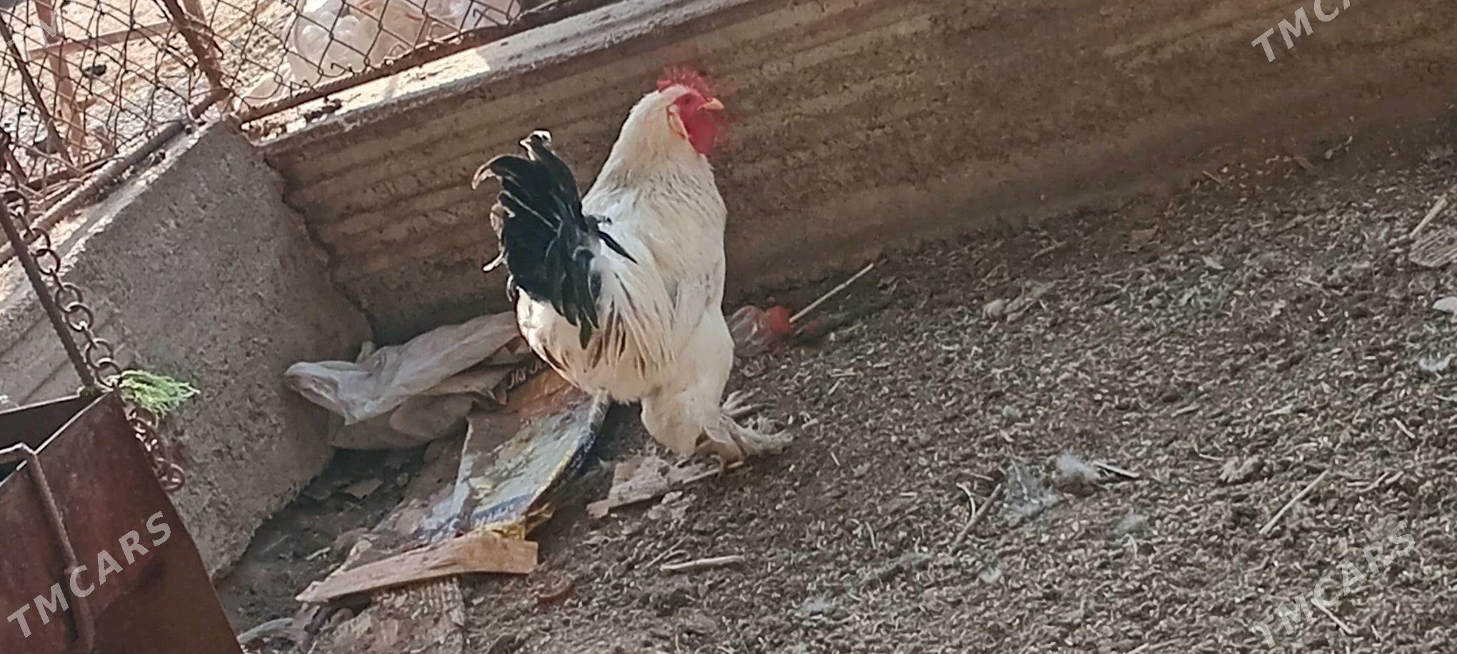 Horaz - Теджен - img 3