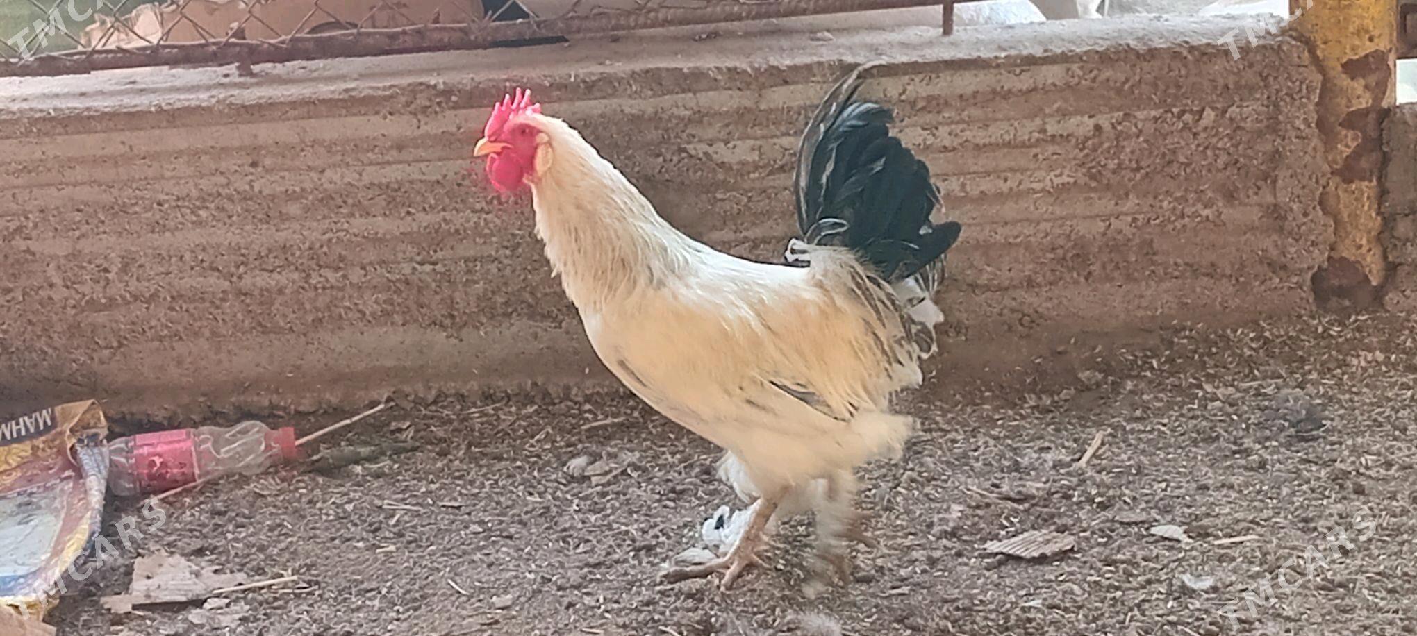 Horaz - Теджен - img 4