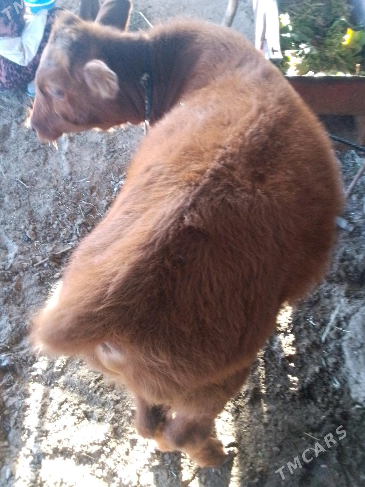 òkúzce - Mary - img 1