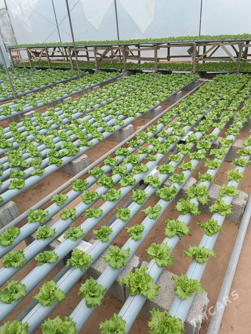 Parnik - Çoganly - img 1