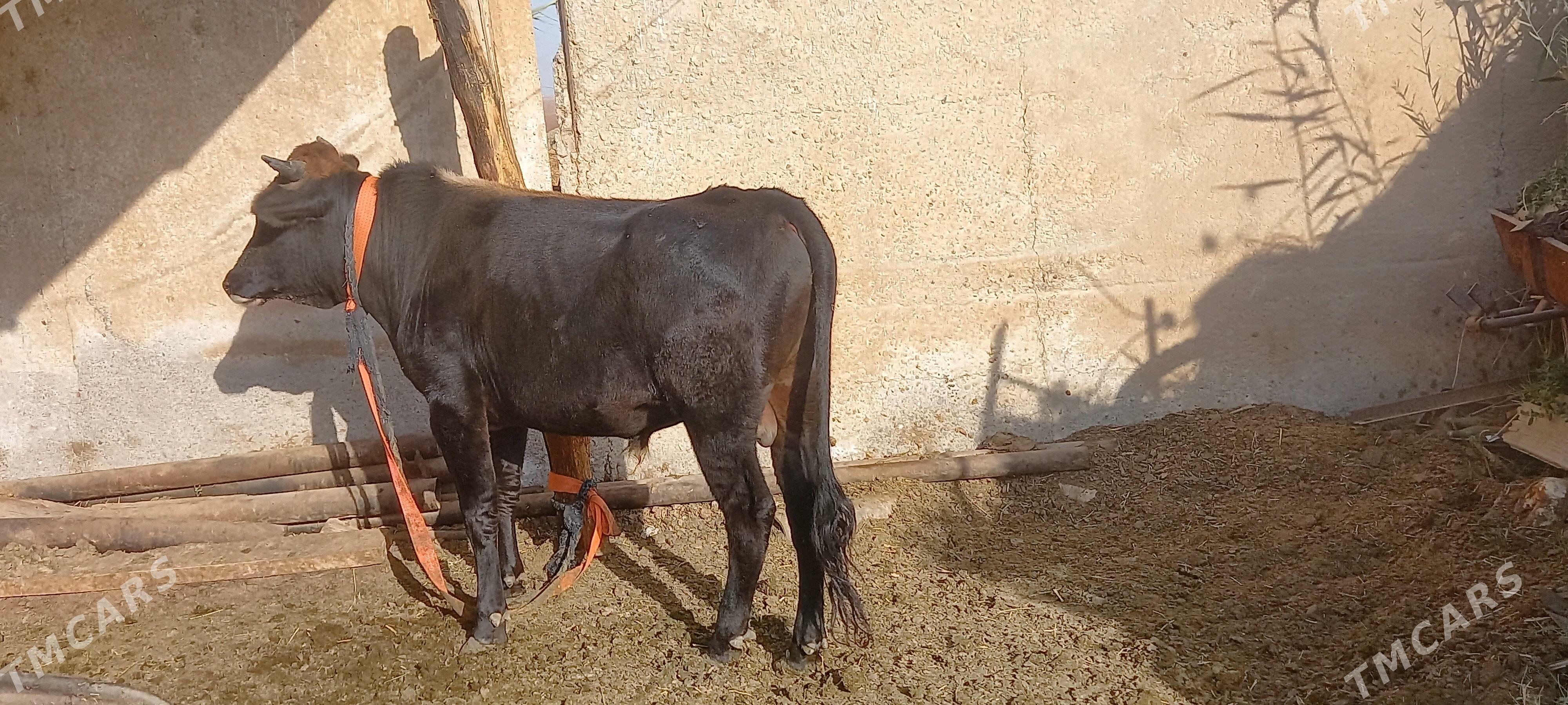 okuz - Бабадайхан - img 2