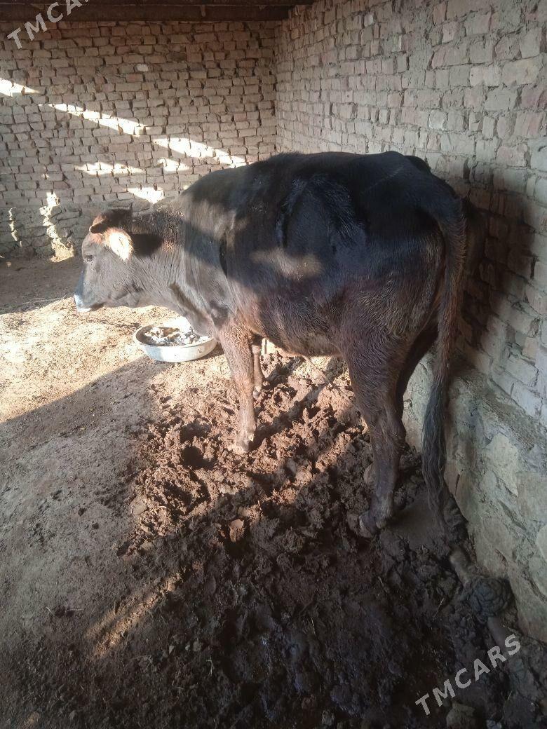 sygyr - Берекет - img 2