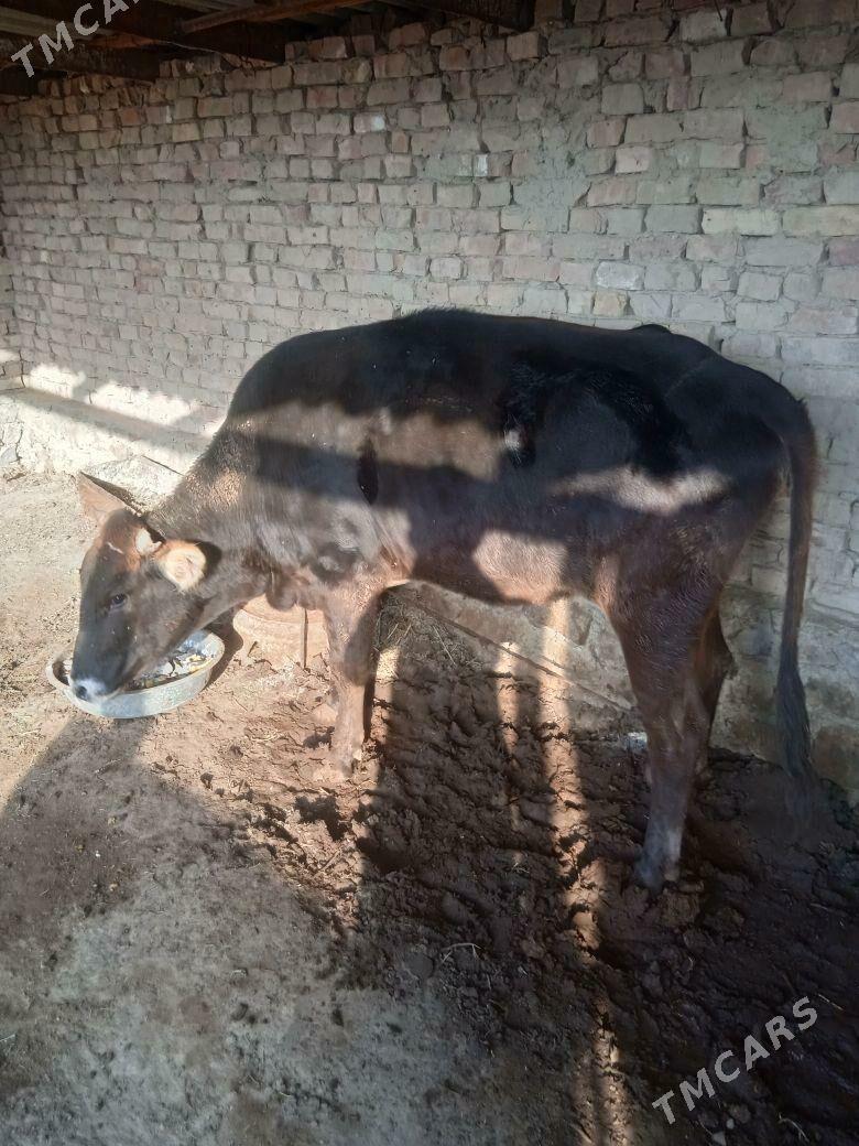 sygyr - Берекет - img 3