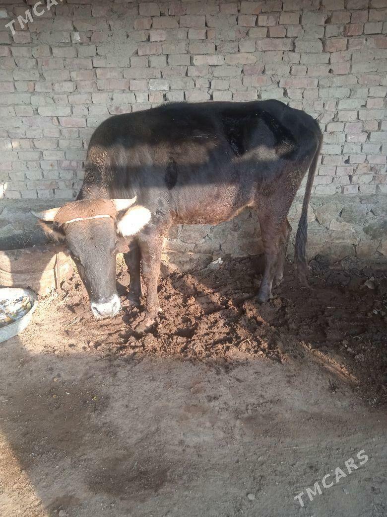 sygyr - Берекет - img 4